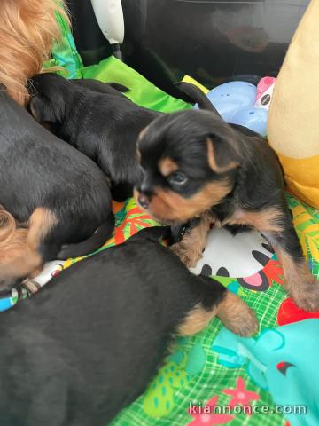 Je donne chiot York disponible 