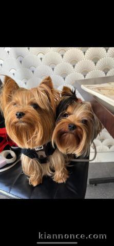 Distance chiot Yorkshire 