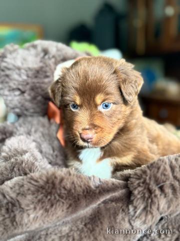 Adoption chiot Yorkshire 