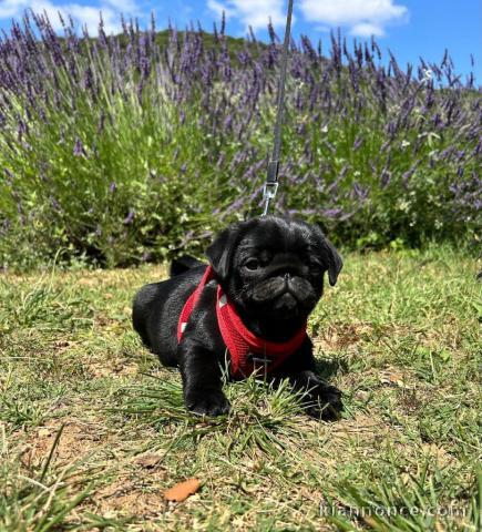 Dons chiot carlin disponible 