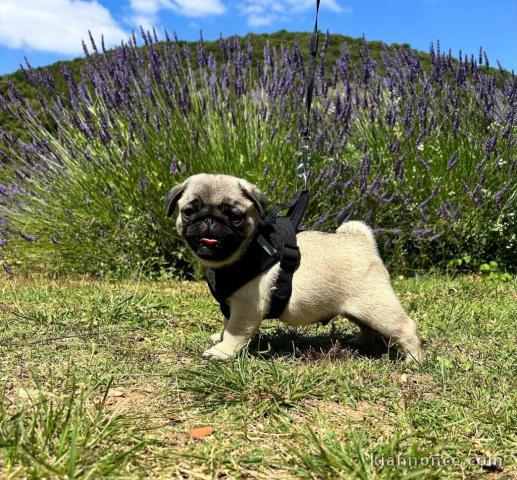 Dons chiot carlin disponible 