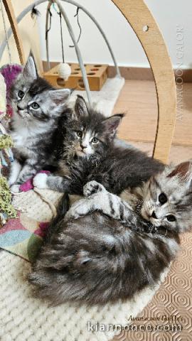 Dons chatons maine coon 