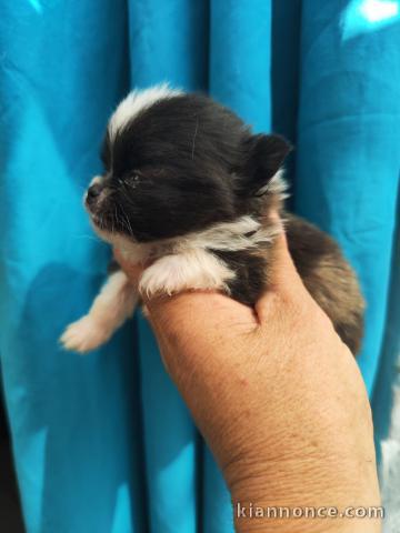 Bébé chiot chihuahua mâle disponible 