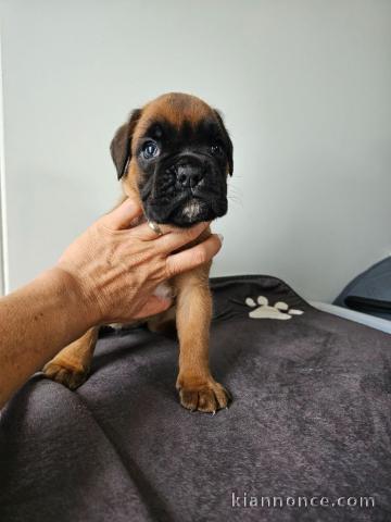 Chiots boxer a donner 