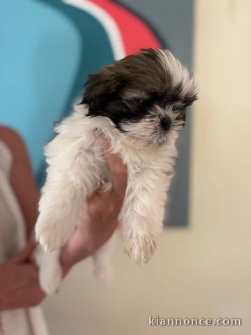 Je donne chiot Shih Tzu disponible 