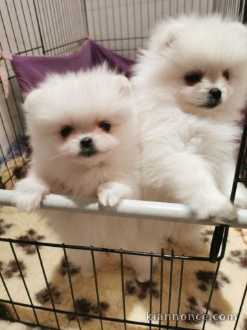 Je donne chiot spitz nain disponible 