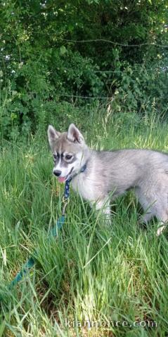 Je donne chiot husky sibérien 