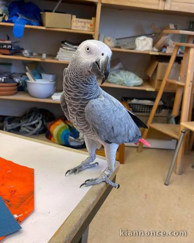 Perroquet gris du Gabon à vendre 