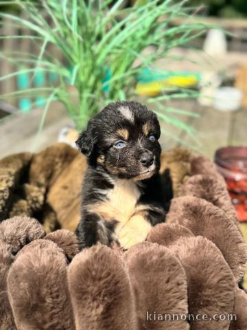Chiots berger australien disponible 
