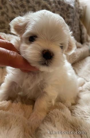 Je donne chiot bichon maltais disponible 