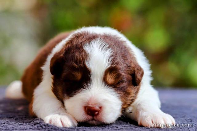 Bébé chiot berger australien disponible 