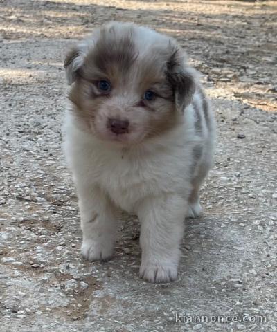 Bébé chiot berger australien disponible 