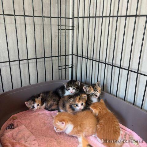 Je donne chaton Maine coon 