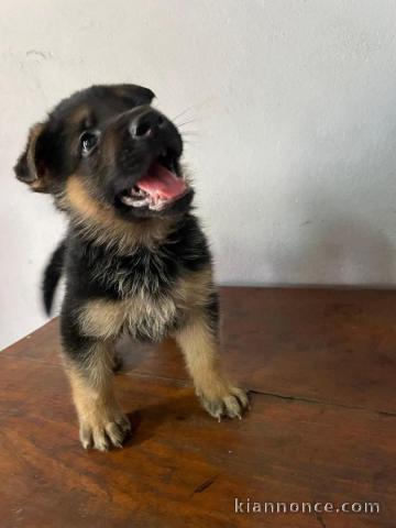 Chiots berger allemand disponible pour adoption 