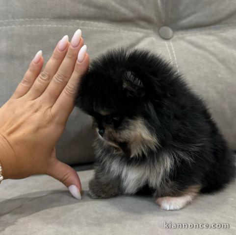 Chiots spitz nain Poméranie adorable 