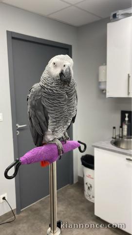 Je donne perroquet gris du Gabon disponible 