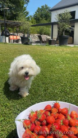 je donne chiot bichon 