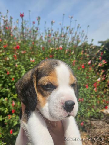 je donne chiot beagle disponible 