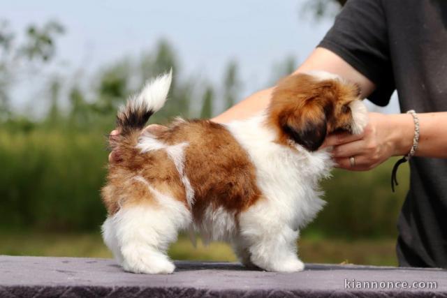 chiots Shih Tzu à donner 