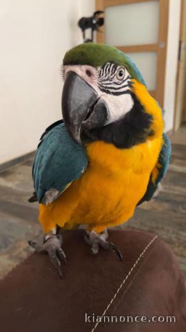 perroquet disponible à adopter 
