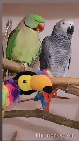 perroquet gris du Gabon disponible 
