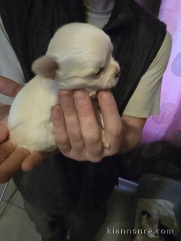 adoption chiot chihuahua femelle et mâle 