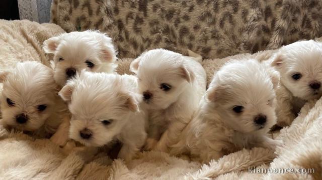 Dons chiot bichon maltais disponible 
