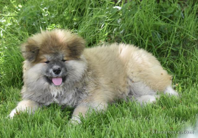 chiots Akita inu disponible 