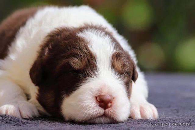 chiots berger australien disponible 