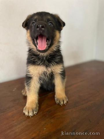 chiots berger allemand disponible 