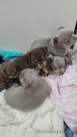 chiots chihuahua à adopter 