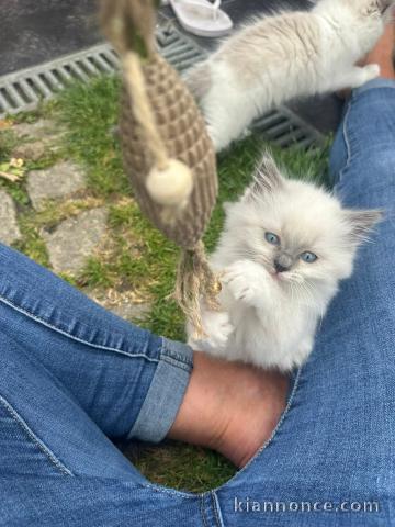 chaton sacré brimanie a donner 