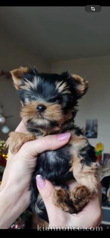 chiots Yorkshire à adopter 