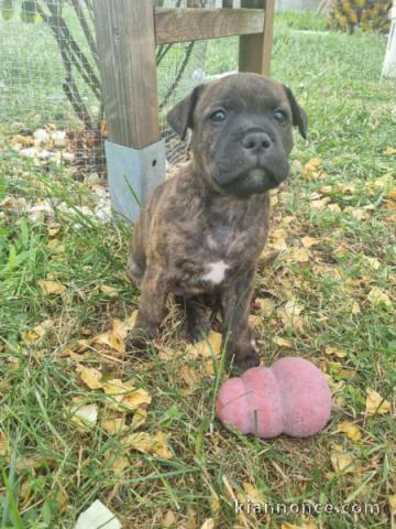 Chiots Staff disponible pour adoption 