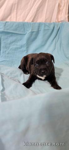 Chiots staffie à adopter 