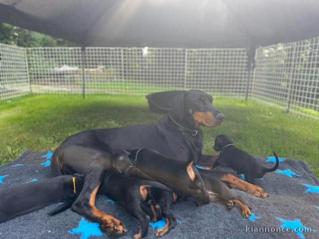 Chiots dorberman a donner 