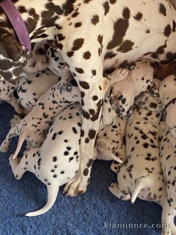 Chiots dalmatien à donner 