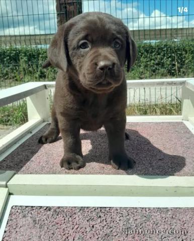 Chiots labrador retriever mâle a donner 