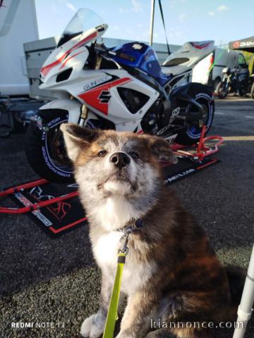 Je donne chiot Akita inu disponible 
