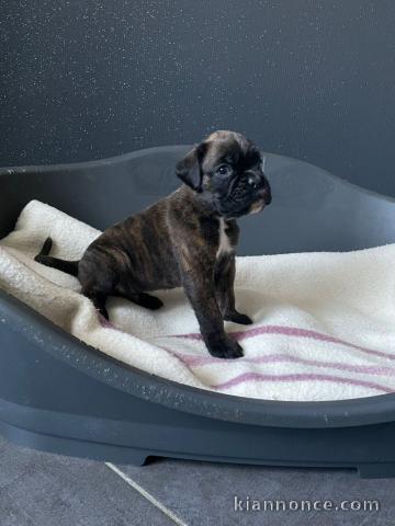 Je donne chiot boxer disponible 