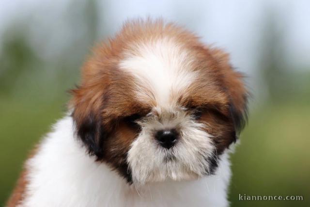 Je donne chiot Shih Tzu disponible 