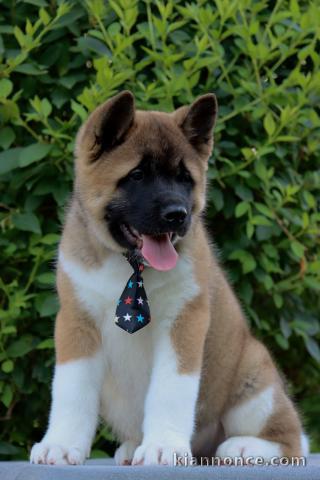  Akita Américain Chiots