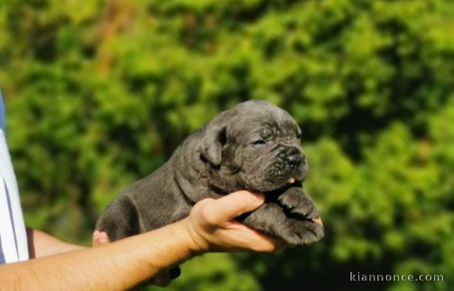 Chiot femelle Cane Corso