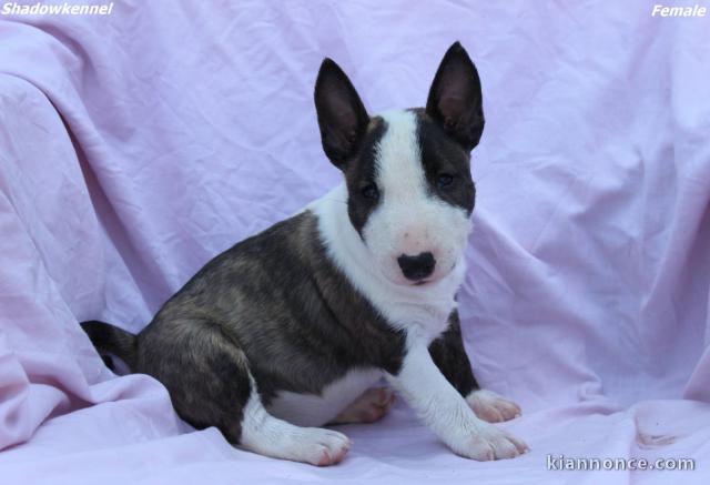 Mini Bull Terrier chiots à vendre