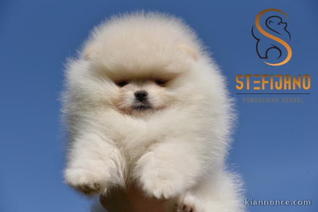 Chiots Pomeranian Boo