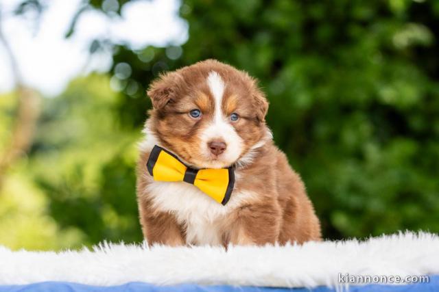 Chien berger australien lof mâle 