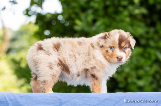 Chiot berger australien femelle a donner 