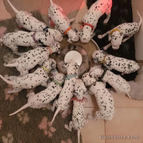 Annonce chiot dalmatien à donner 