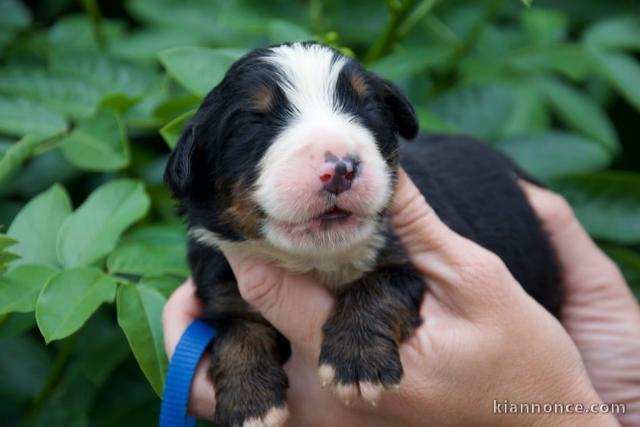 Chiots bouvier bernois à donner 