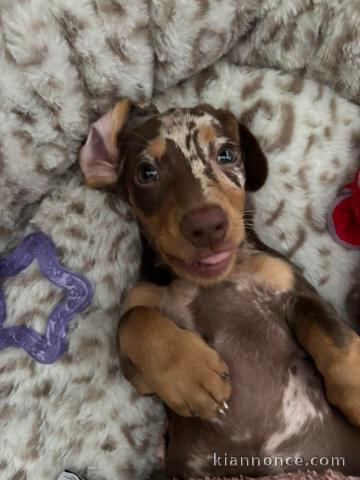 Bébé chiot teckel alerquin kaminche 